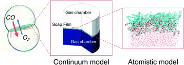 Graphical abstract: A multi-scale perspective of gas transport through soap-film membranes