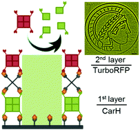 Graphical abstract: Green light lithography: a general strategy to create active protein and cell micropatterns