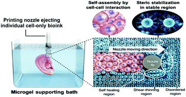 Graphical abstract: Individual cell-only bioink and photocurable supporting medium for 3D printing and generation of engineered tissues with complex geometries