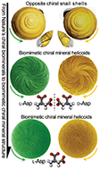 Graphical abstract: Chiral biomineralized structures and their biomimetic synthesis