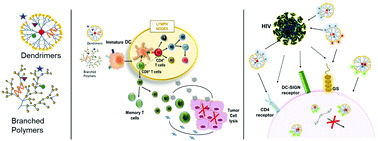Graphical abstract: Functionalized branched polymers: promising immunomodulatory tools for the treatment of cancer and immune disorders