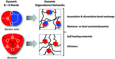 Graphical abstract: Bulk network polymers with dynamic B–O bonds: healable and reprocessable materials