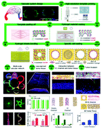 Graphical abstract: Construction of multi-scale vascular chips and modelling of the interaction between tumours and blood vessels