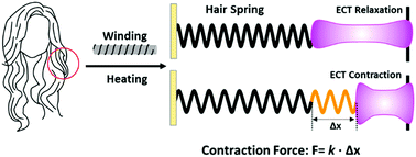 Graphical abstract: Highly sensitive hair springs to measure the contraction force of engineered cardiac tissues