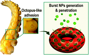 Graphical abstract: Lung metastasis-targeted donut-shaped nanostructures shuttled by the margination effect for the PolyDox generation-mediated penetrative delivery into deep tumors