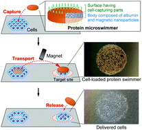 Graphical abstract: Protein microswimmers capable of delivering cells for tissue engineering applications