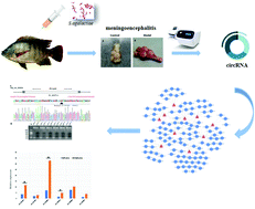 Graphical abstract: A comprehensive profile of the tilapia (Oreochromis niloticus) circular RNA and circRNA–miRNA network in the pathogenesis of meningoencephalitis of teleosts