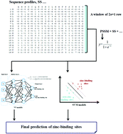 Graphical abstract: Prediction of zinc-binding sites using multiple sequence profiles and machine learning methods