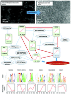 Graphical abstract: Analysis of the transcription factors and their regulatory roles during a step-by-step differentiation of induced pluripotent stem cells into hepatocyte-like cells