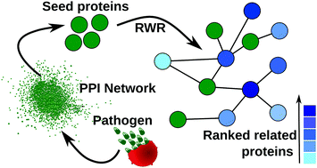 Graphical abstract: A network-based approach reveals novel invasion and Maurer's clefts-related proteins in Plasmodium falciparum