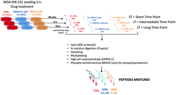 Graphical abstract: Quantitative proteomics discloses monacolin K-induced alterations in triple-negative breast cancer cell proteomes and phosphoproteomes