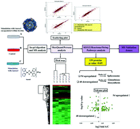 Graphical abstract: Label-free quantitative proteomics of the MCF-7 cellular response to a ferritin–metallodrug complex