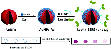 Graphical abstract: Rapid and sensitive glycan targeting by lectin-SERS assay
