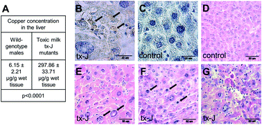 Graphical abstract: Functional iron deficiency in toxic milk mutant mice (tx-J) despite high hepatic ferroportin: a critical role of decreased GPI–ceruloplasmin expression in liver macrophages