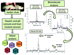 Graphical abstract: Characterization and identification of selected metal-binding biomolecules from hepatic and gill cytosols of Vardar chub (Squalius vardarensis Karaman, 1928) using various techniques of liquid chromatography and mass spectrometry