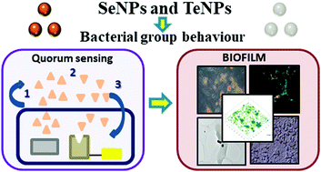 Graphical abstract: Selenium and tellurium-based nanoparticles as interfering factors in quorum sensing-regulated processes: violacein production and bacterial biofilm formation