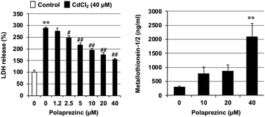 Graphical abstract: Protective effect of polaprezinc on cadmium-induced injury of lung epithelium
