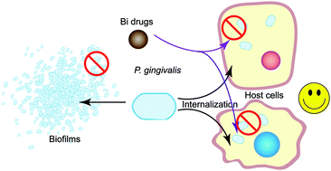 Graphical abstract: Bismuth drugs tackle Porphyromonas gingivalis and attune cytokine response in human cells