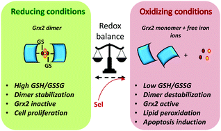 Graphical abstract: Dimers of glutaredoxin 2 as mitochondrial redox sensors in selenite-induced oxidative stress