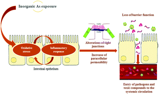 Graphical abstract: Inorganic arsenic causes intestinal barrier disruption