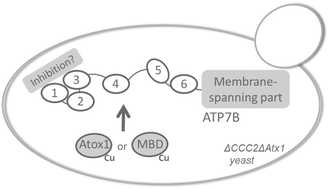 Graphical abstract: Copper relay path through the N-terminus of Wilson disease protein, ATP7B