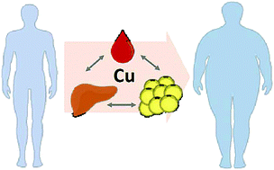 Graphical abstract: Obesity is associated with copper elevation in serum and tissues