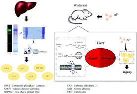 Graphical abstract: Study on the mechanism underlying Al-induced hepatotoxicity based on the identification of the Al-binding proteins in liver