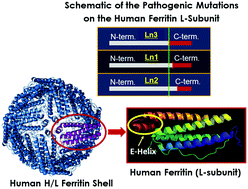 Graphical abstract: Mutant L-chain ferritins that cause neuroferritinopathy alter ferritin functionality and iron permeability