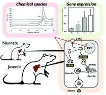 Graphical abstract: Evaluation of copper metabolism in neonatal rats by speciation analysis using liquid chromatography hyphenated to ICP mass spectrometry