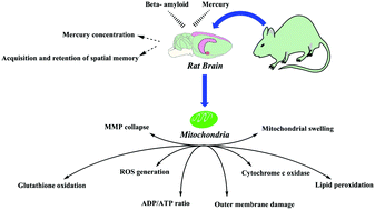 Graphical abstract: Effects of mercuric chloride on spatial memory deficit-induced by beta-amyloid and evaluation of mitochondrial function markers in the hippocampus of rats