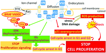 Graphical abstract: Antiproliferative activity of vanadium compounds: effects on the major malignant melanoma molecular pathways