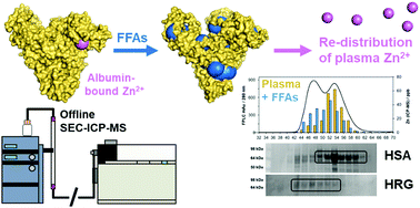 Graphical abstract: A metalloproteomic analysis of interactions between plasma proteins and zinc: elevated fatty acid levels affect zinc distribution