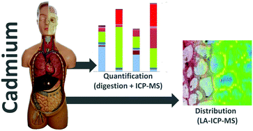 Graphical abstract: Chemical imaging and assessment of cadmium distribution in the human body
