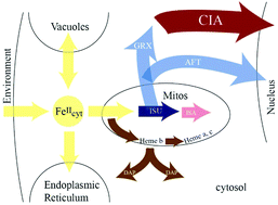 Graphical abstract: A comprehensive mechanistic model of iron metabolism in Saccharomyces cerevisiae