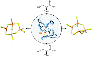 Graphical abstract: Impact of naturally occurring serine/cysteine variations on the structure and function of Pseudomonas metallothioneins