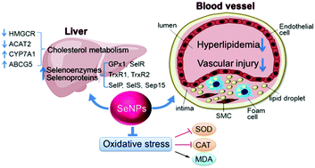 Graphical abstract: Selenium nanoparticles alleviate hyperlipidemia and vascular injury in ApoE-deficient mice by regulating cholesterol metabolism and reducing oxidative stress