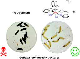Graphical abstract: Biological activity of manganese(i) tricarbonyl complexes on multidrug-resistant Gram-negative bacteria: From functional studies to in vivo activity in Galleria mellonella
