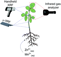 Graphical abstract: X-ray fluorescence spectroscopy (XRF) applied to plant science: challenges towards in vivo analysis of plants