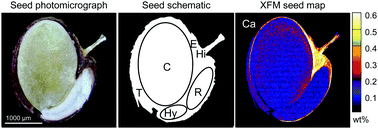 Graphical abstract: Endosperm prevents toxic amounts of Zn from accumulating in the seed embryo – an adaptation to metalliferous sites in metal-tolerant Biscutella laevigata