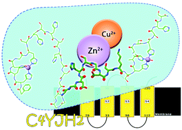 Graphical abstract: Thermodynamic and spectroscopic study of Cu(ii) and Zn(ii) complexes with the (148–156) peptide fragment of C4YJH2, a putative metal transporter of Candida albicans