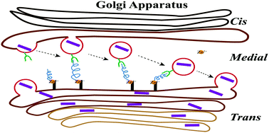 Graphical abstract: Disruption of the Golgi apparatus mediates zinc deficiency-induced impairment of cognitive function in mice