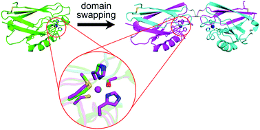 Graphical abstract: 3D domain swapping of azurin from Alcaligenes xylosoxidans