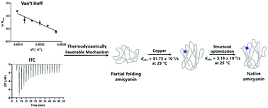 Graphical abstract: Copper-binding energetics of amicyanin in different folding states