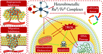 Graphical abstract: Heterobimetallic Ru(ii)/Fe(ii) complexes as potent anticancer agents against breast cancer cells, inducing apoptosis through multiple targets