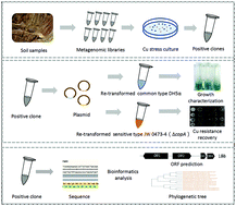 Graphical abstract: Functional metagenomic exploration identifies novel prokaryotic copper resistance genes from the soil microbiome