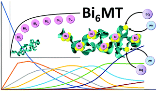 Graphical abstract: pH dependence of the non-cooperative binding of Bi3+ to human apo-metallothionein 1A: kinetics, speciation, and stoichiometry