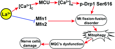 Graphical abstract: Lanthanum chloride impairs spatial learning and memory by inducing [Ca2+]m overload, mitochondrial fission–fusion disorder and excessive mitophagy in hippocampal nerve cells of rats