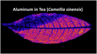 Graphical abstract: Distribution of aluminium in hydrated leaves of tea (Camellia sinensis) using synchrotron- and laboratory-based X-ray fluorescence microscopy
