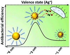 Graphical abstract: The interplay between size and valence state on the antibacterial activity of sub-10 nm silver nanoparticles