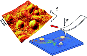 Graphical abstract: Structural analysis of healthy and cancerous epithelial-type breast cells by nanomechanical spectroscopy allows us to obtain peculiarities of the skeleton and junctions